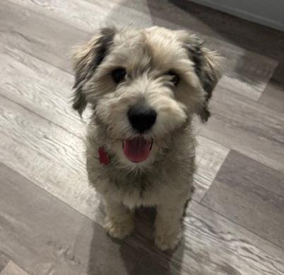 Enlarge Cookie #cheery-ball-of-fluff, a Adopted mixed breed in Houston, TX image 3/3