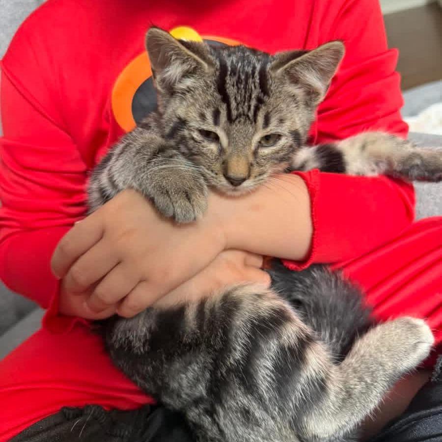 Bandit, Adoptable, Kitten Male Domestic Short Hair.
