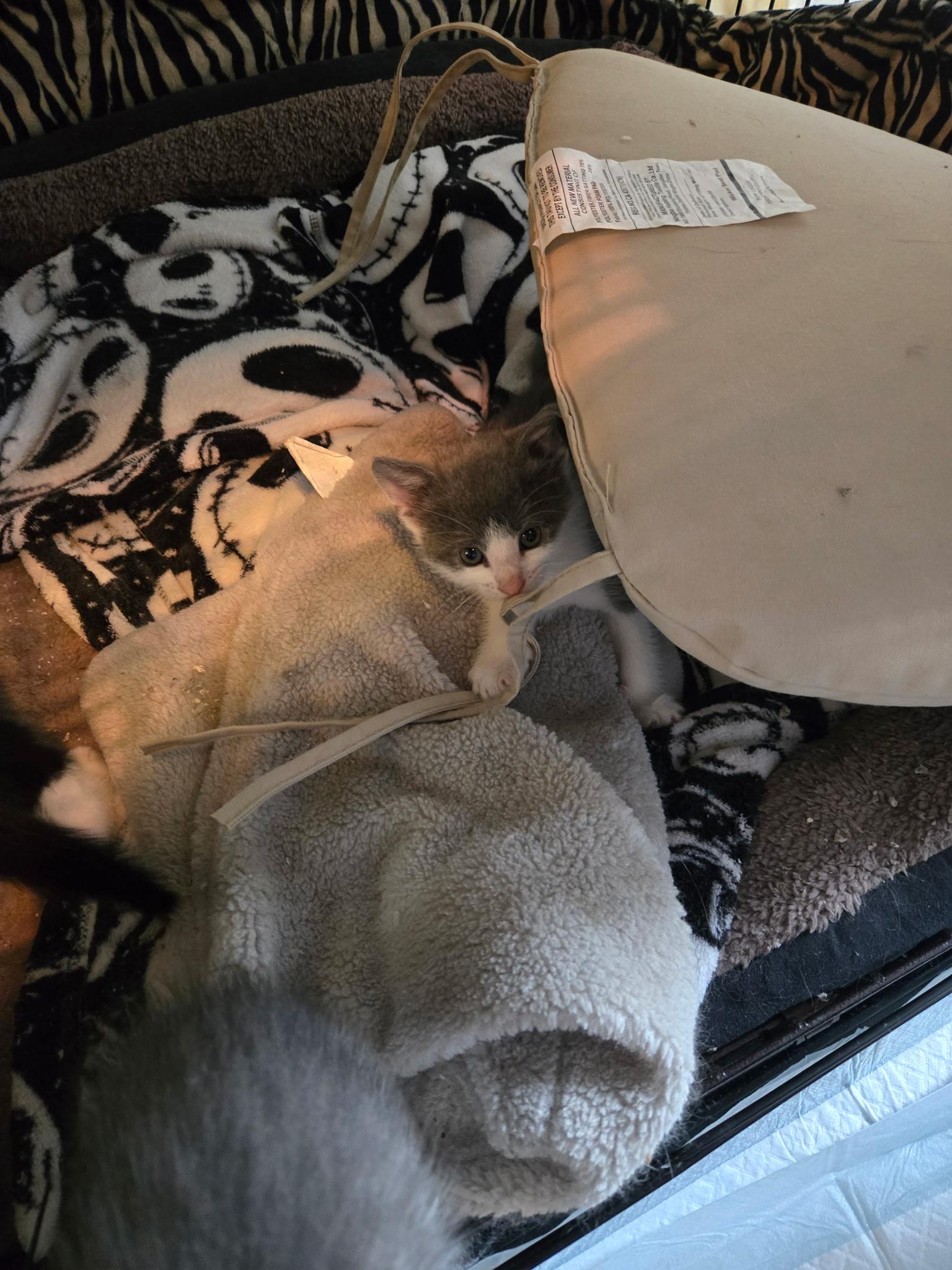 Dustin, a ADOPTABLE Domestic Short Hair in Clifton, NJ image 2/2