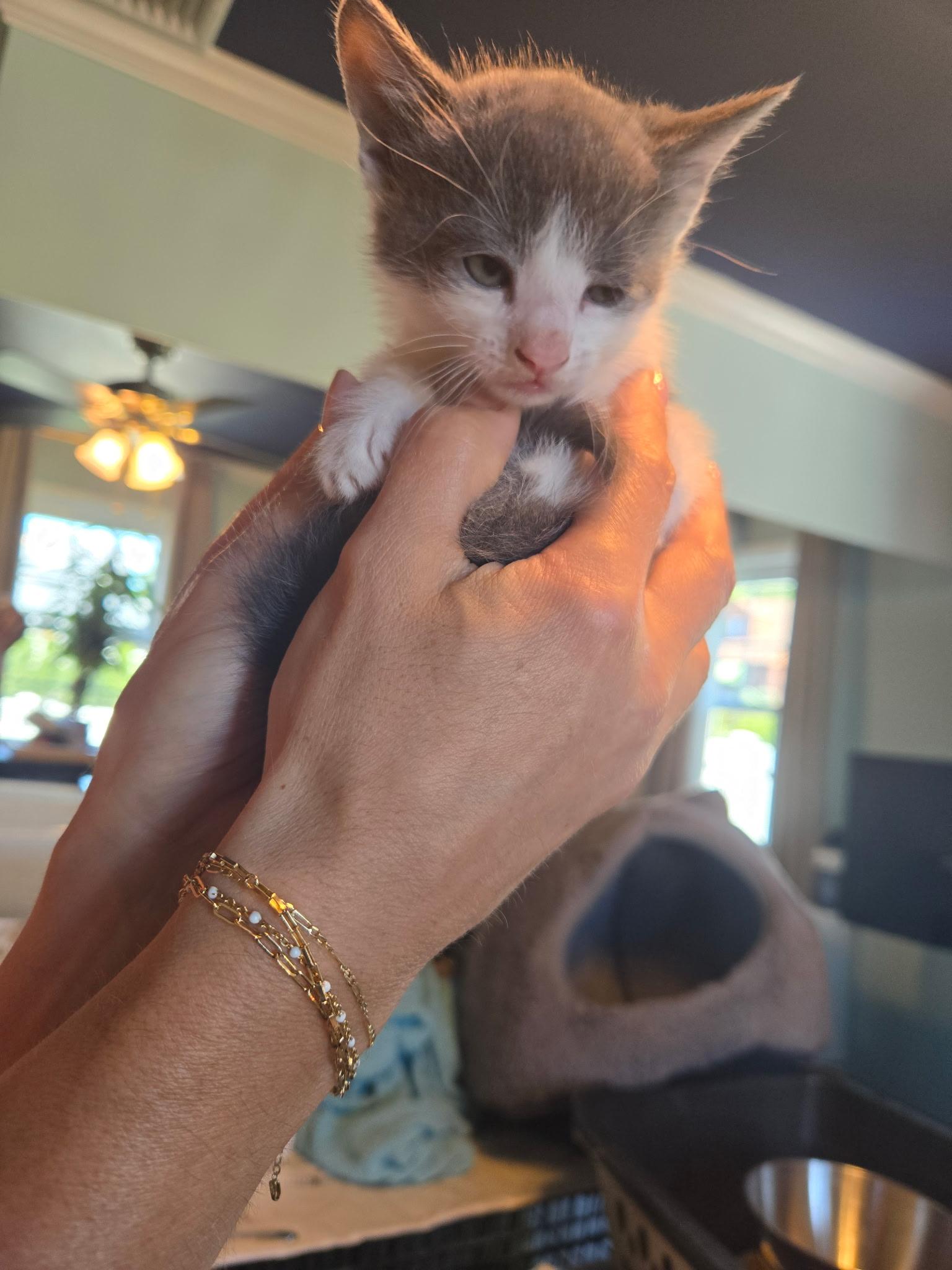 Dustin, a ADOPTABLE Domestic Short Hair in Clifton, NJ image 1/2