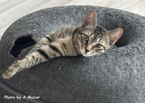 Enlarge Josh, a Adoptable Domestic Short Hair in Oak Ridge, TN image 1/3