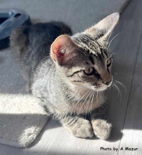 Josh, Adoptable, Kitten Male Domestic Short Hair.