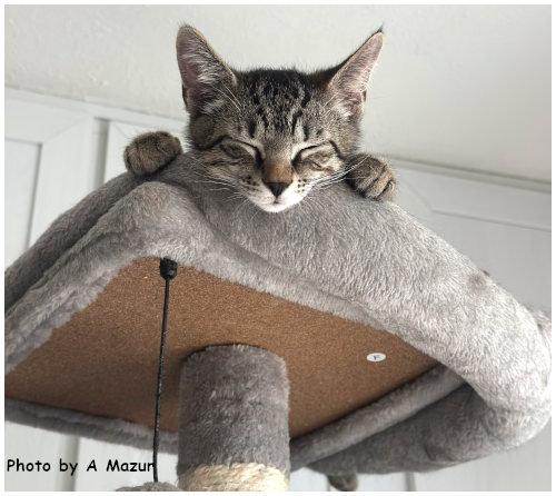 Josh, a Adoptable Domestic Short Hair in Oak Ridge, TN image 3/3