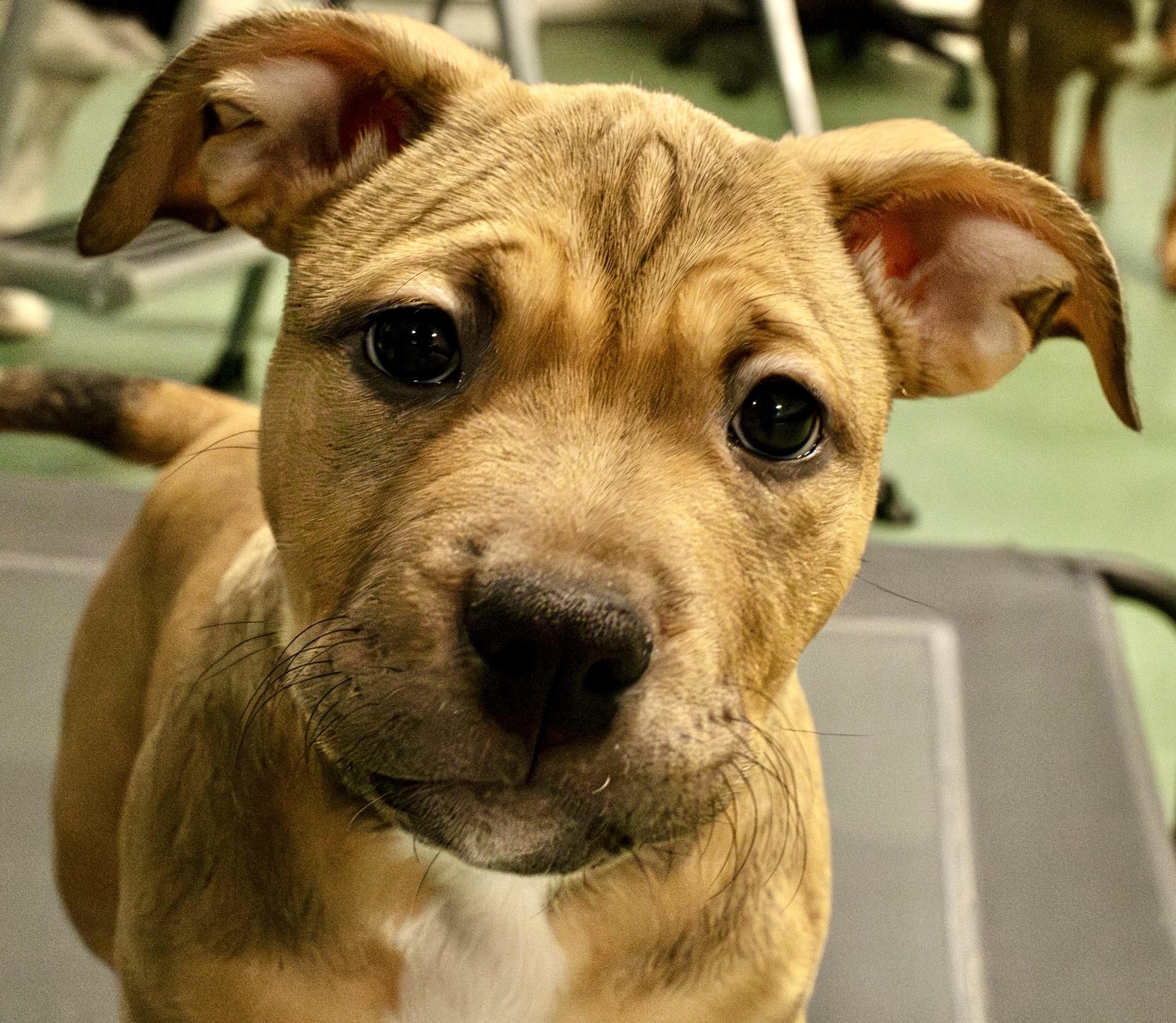 Squirrel, Adoptable, Puppy Female American Bully.