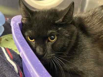 Bubba, Adoptable, Adult Male Domestic Short Hair & Domestic Short Hair.