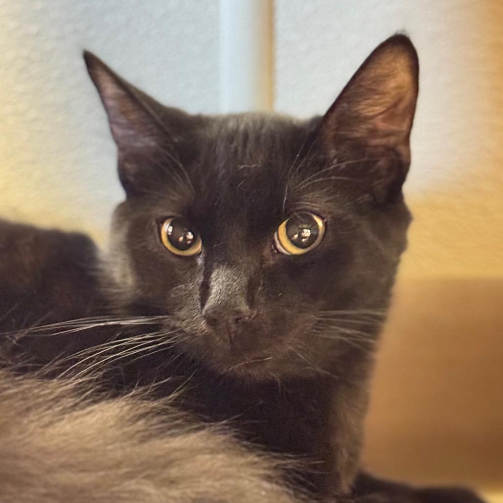 Handsome, Adoptable, Young Male Domestic Medium Hair.