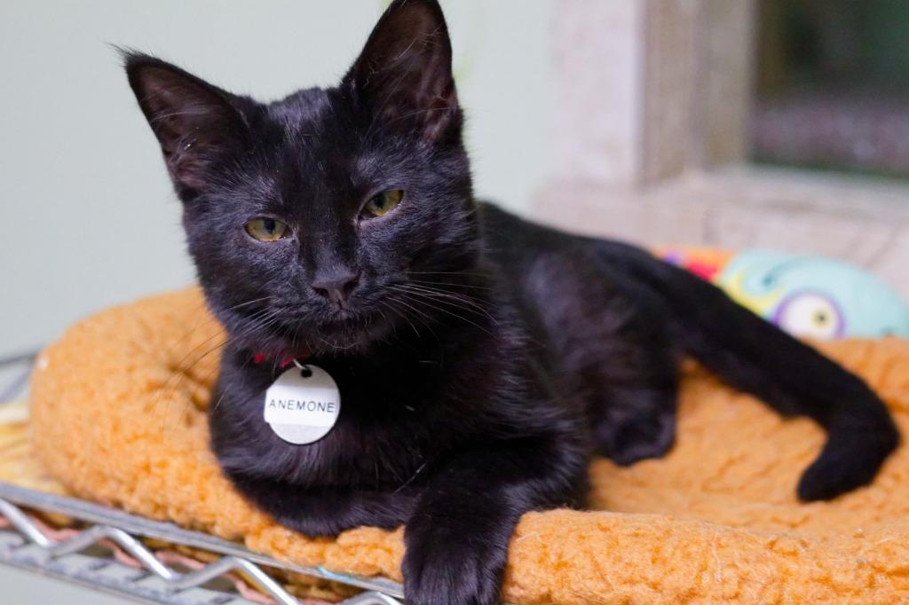 Anemone, Adoptable, Kitten Female Domestic Short Hair.