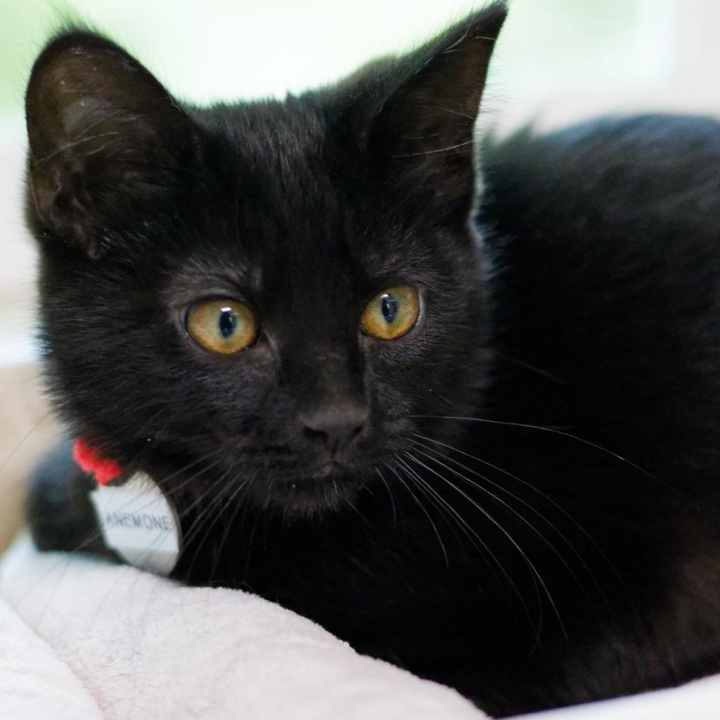 Anemone, a Adoptable mixed breed in Hot Springs, AR image 2/3