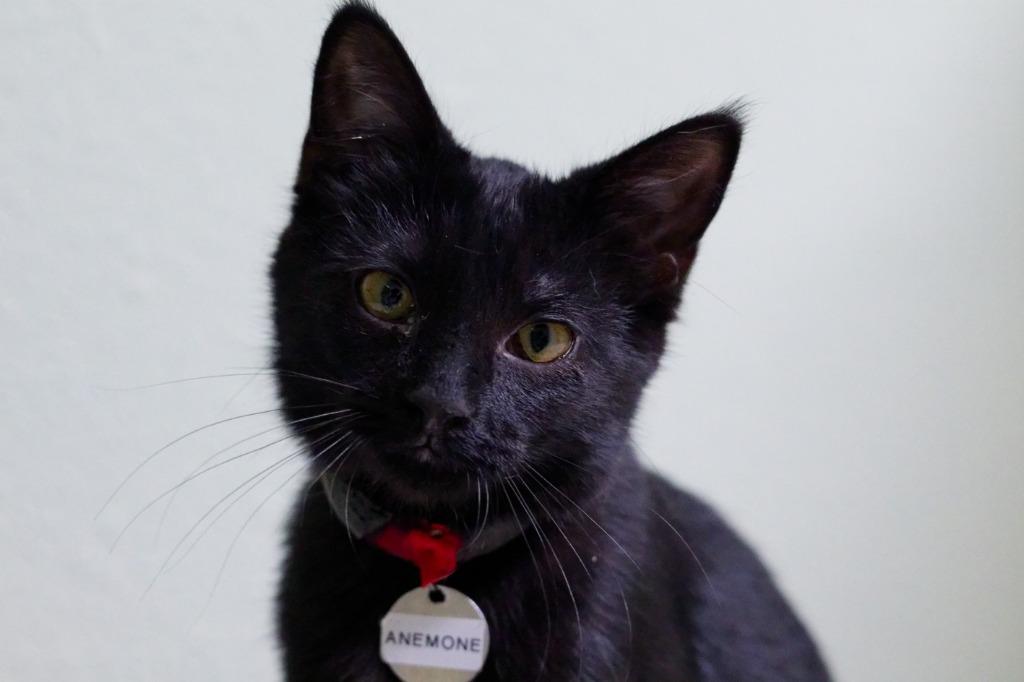 Anemone, a Adoptable mixed breed in Hot Springs, AR image 3/3