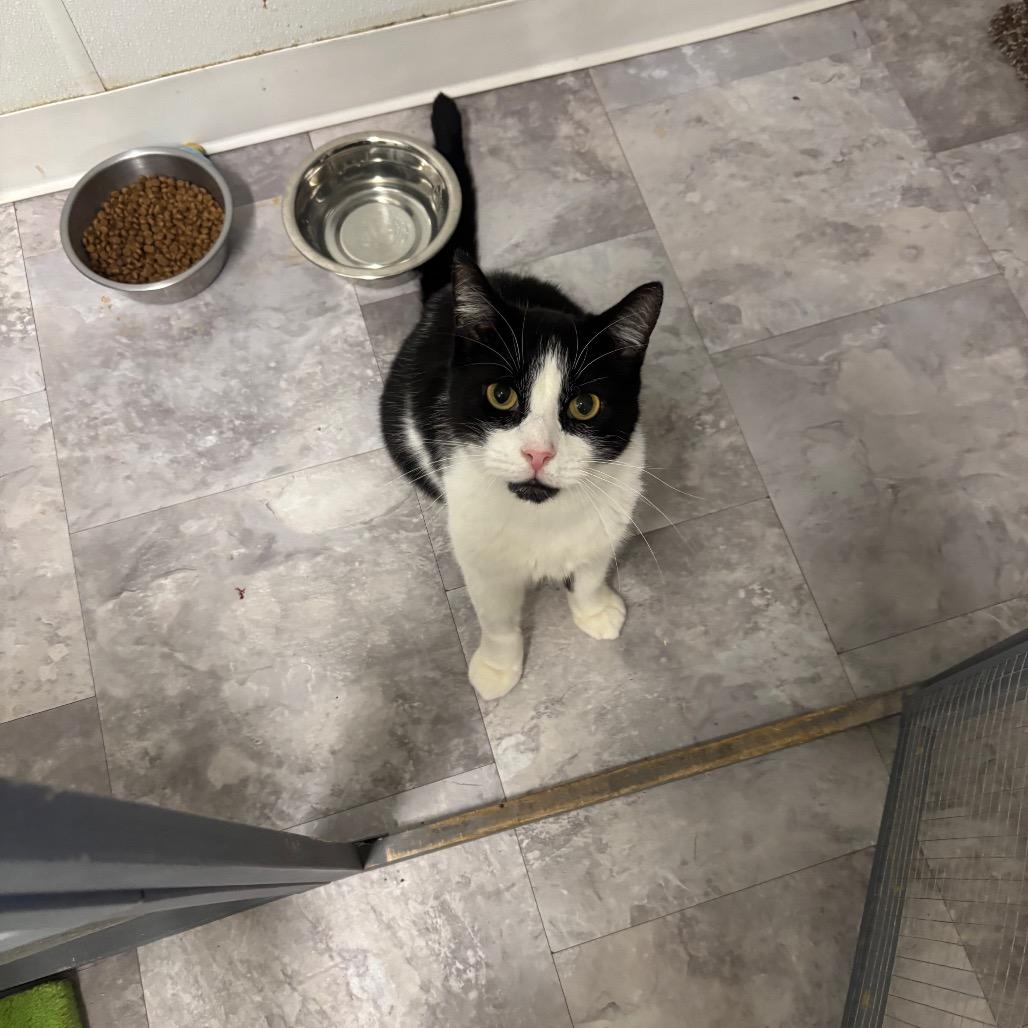 Enlarge Waldo, a Adoptable Domestic Short Hair in Greenville, PA image 2/6