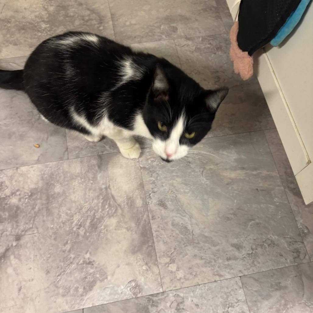 Enlarge Waldo, a Adoptable Domestic Short Hair in Greenville, PA image 6/6