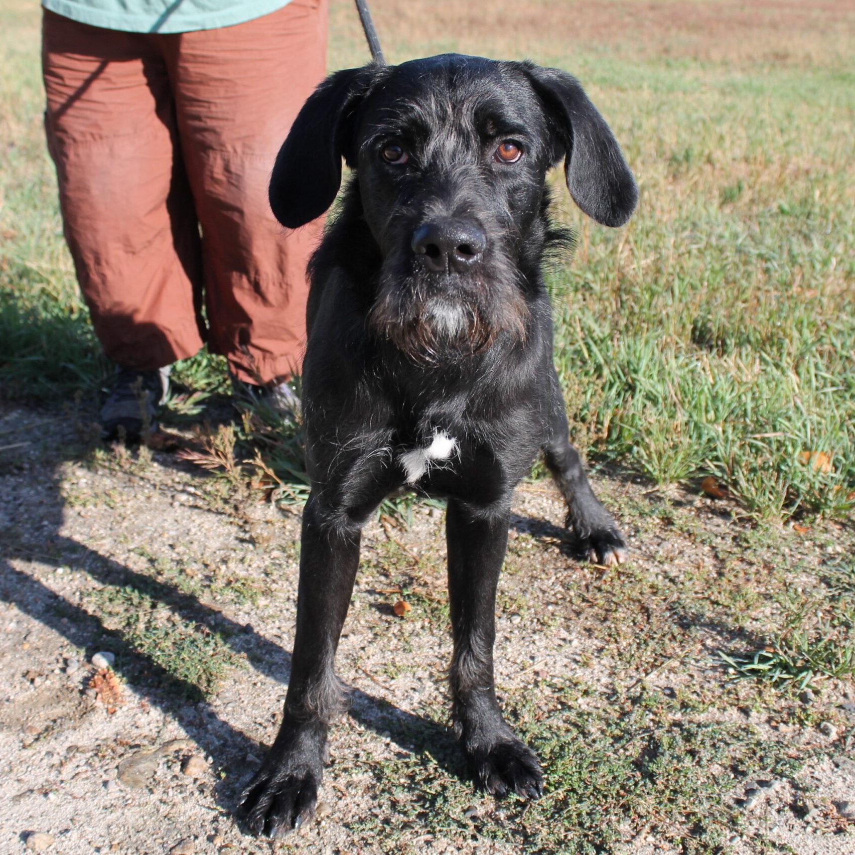 Enlarge Drifter, a Adoptable Mixed Breed in McCall, ID image 2/2