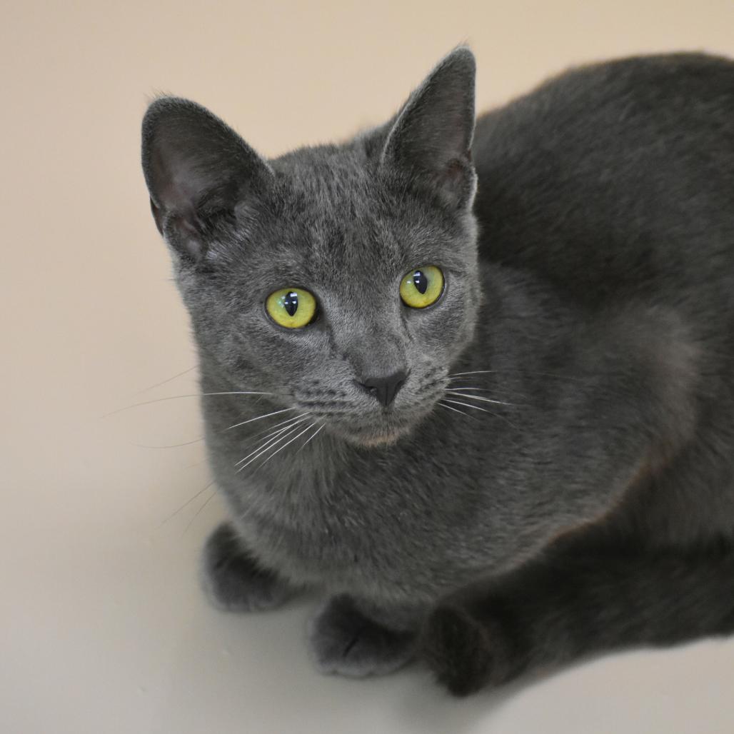 Enlarge Stinkbug, a Adoptable Domestic Short Hair in Mebane, NC image 1/5