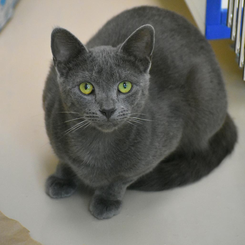 Enlarge Stinkbug, a Adoptable Domestic Short Hair in Mebane, NC image 2/5