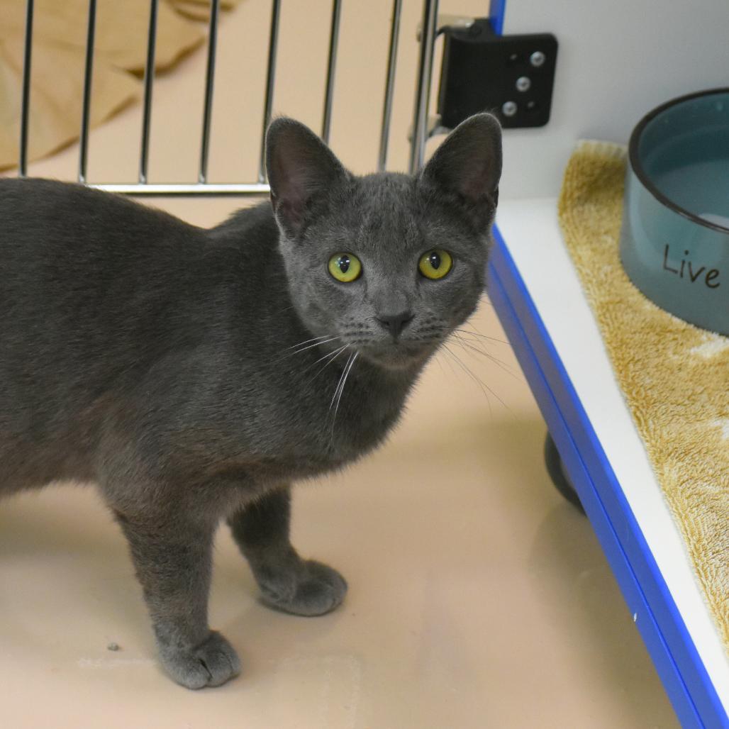 Enlarge Stinkbug, a Adoptable Domestic Short Hair in Mebane, NC image 3/5