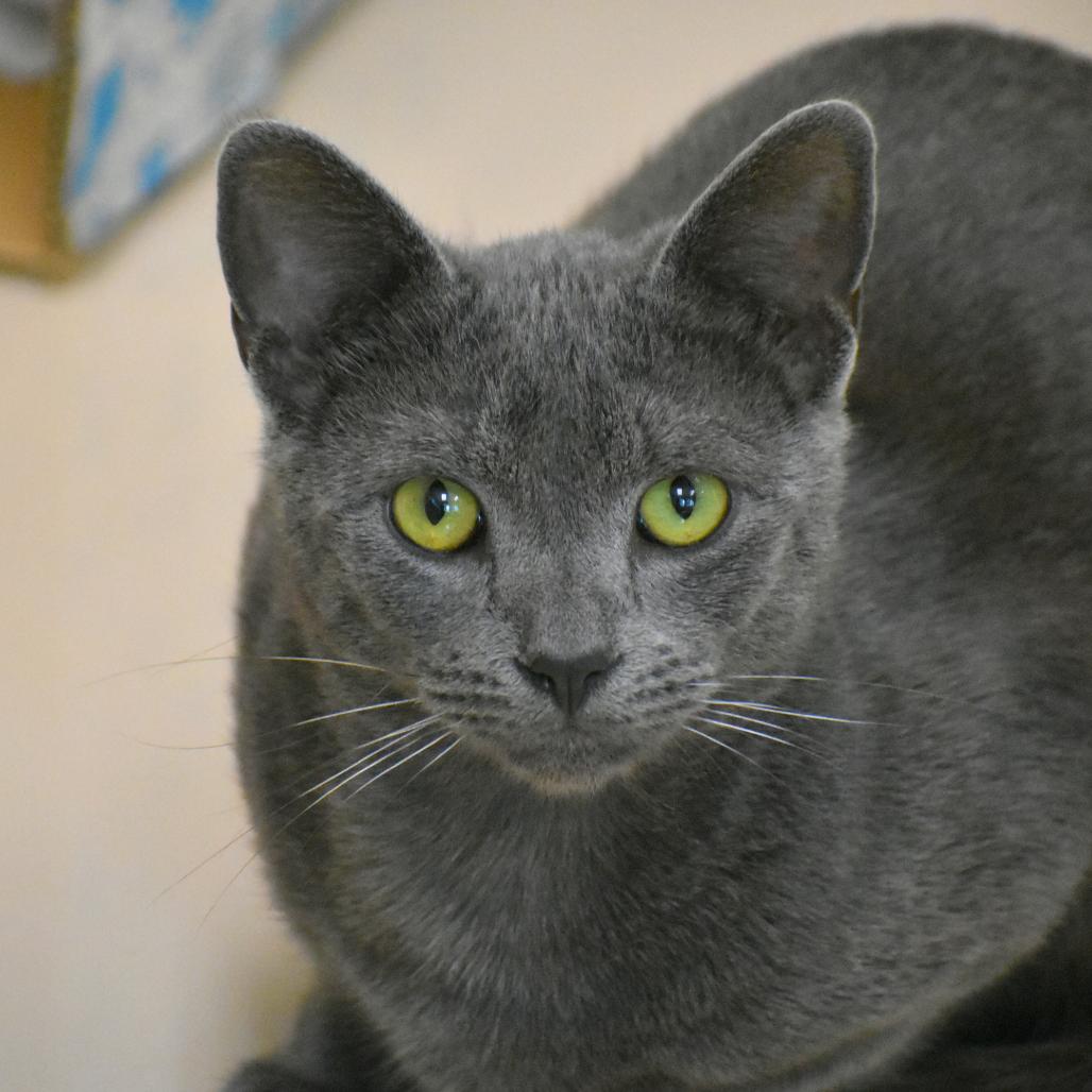 Enlarge Stinkbug, a Adoptable Domestic Short Hair in Mebane, NC image 4/5