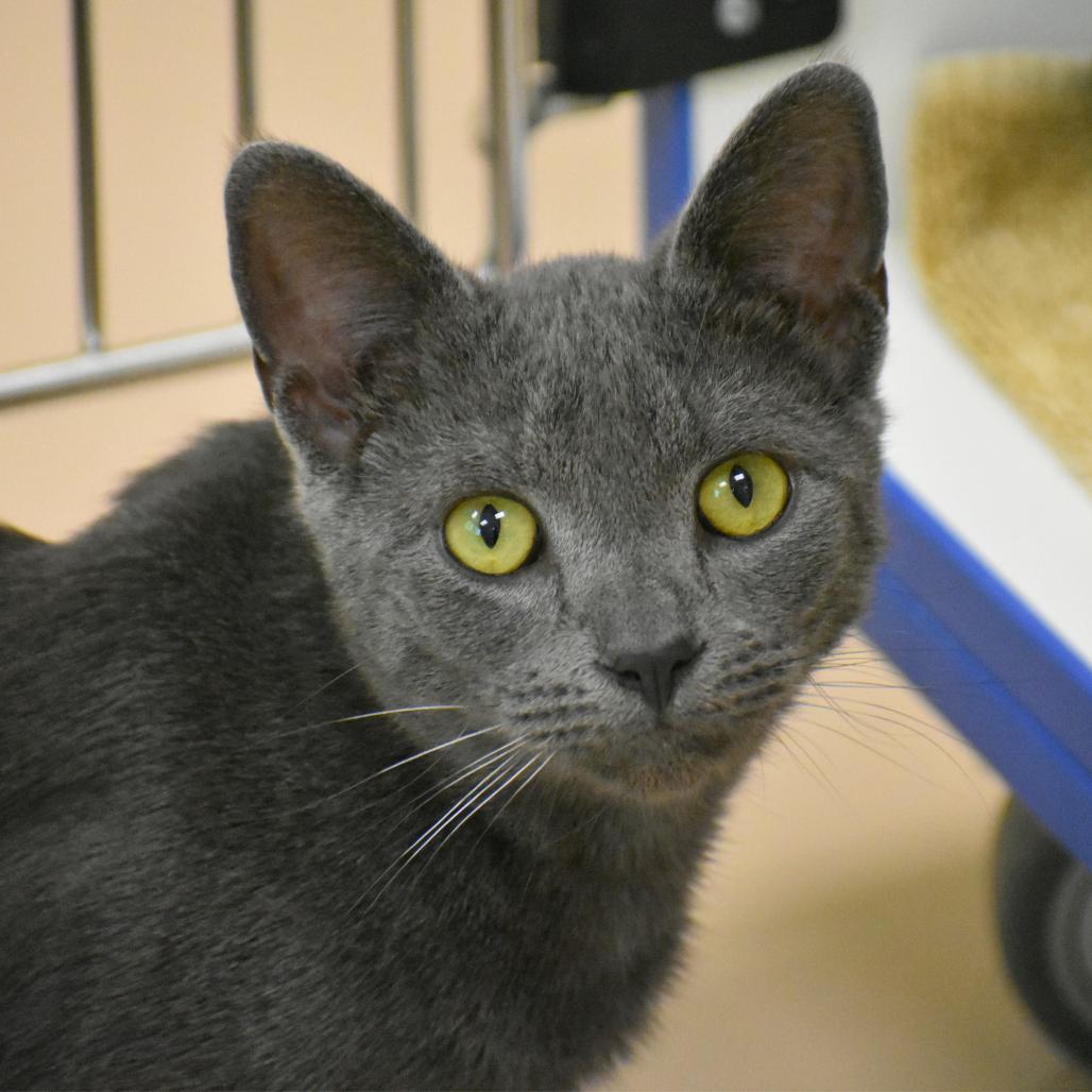 Enlarge Stinkbug, a Adoptable Domestic Short Hair in Mebane, NC image 5/5
