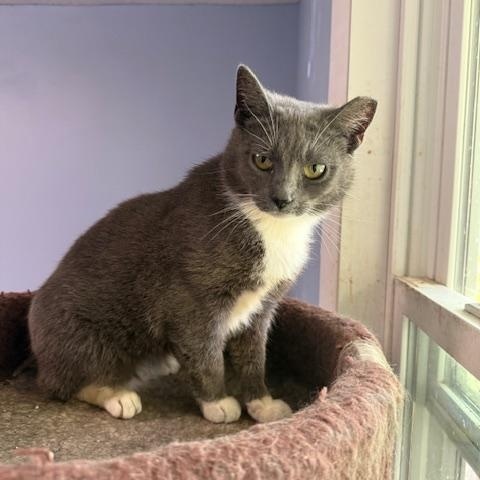 Pumpkin, Young Female Domestic Short Hair