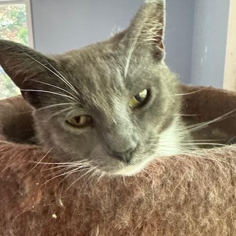 Enlarge Pumpkin, a Adoptable Domestic Short Hair in Pitman, NJ image 1/2