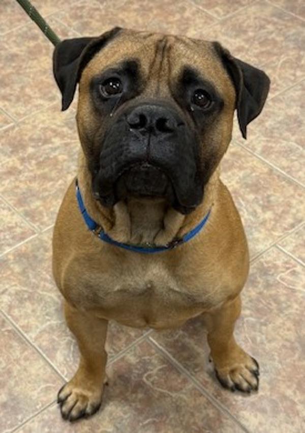 Enlarge Leo, a Adoptable mixed breed in Littleton, CO image 1/1