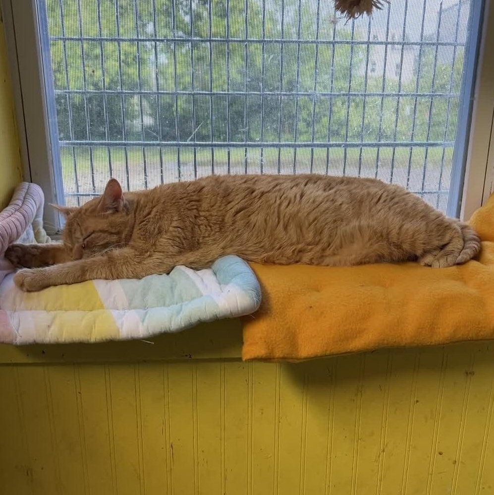 Enlarge Joshua, an adopted Domestic Short Hair in DeWitt, NY image 2/4