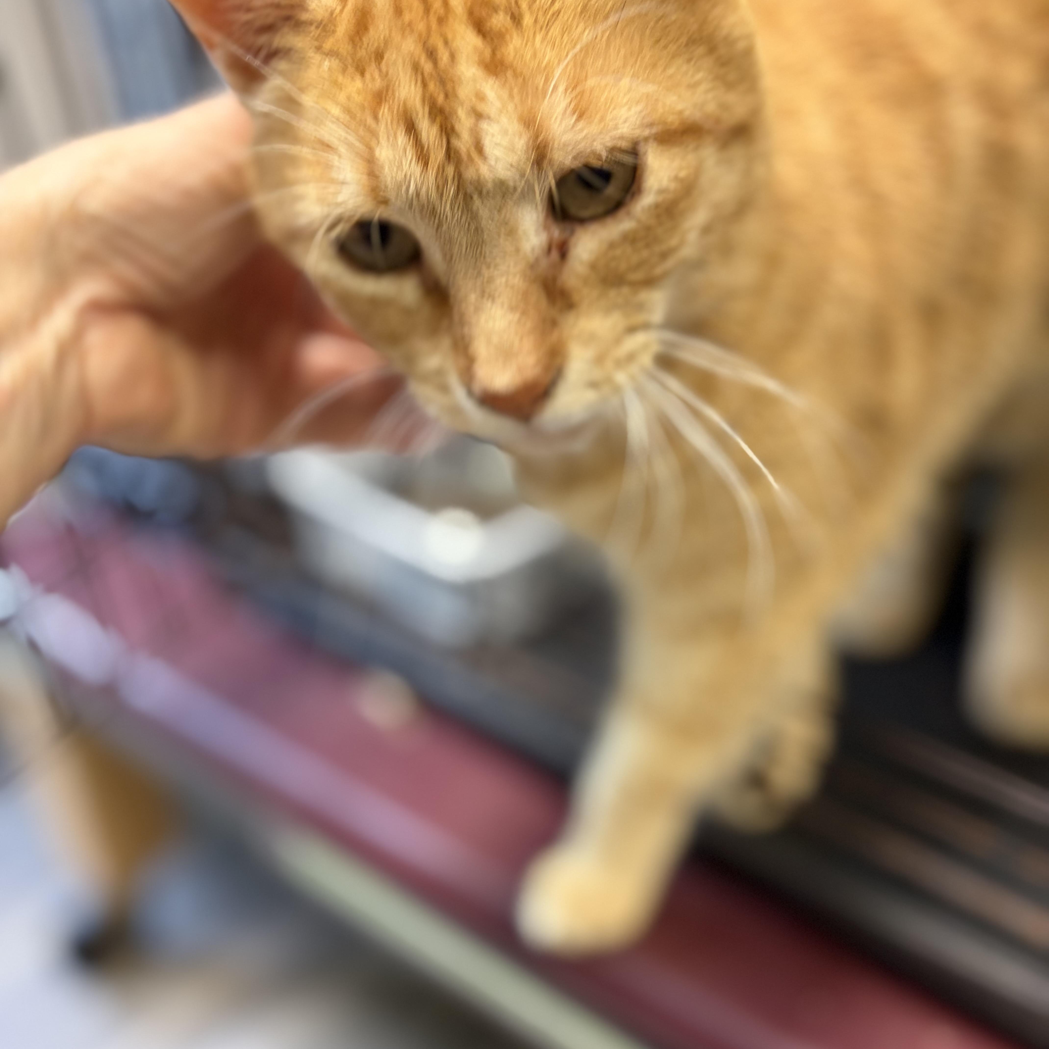 Enlarge Joshua, an adopted Domestic Short Hair in DeWitt, NY image 3/4