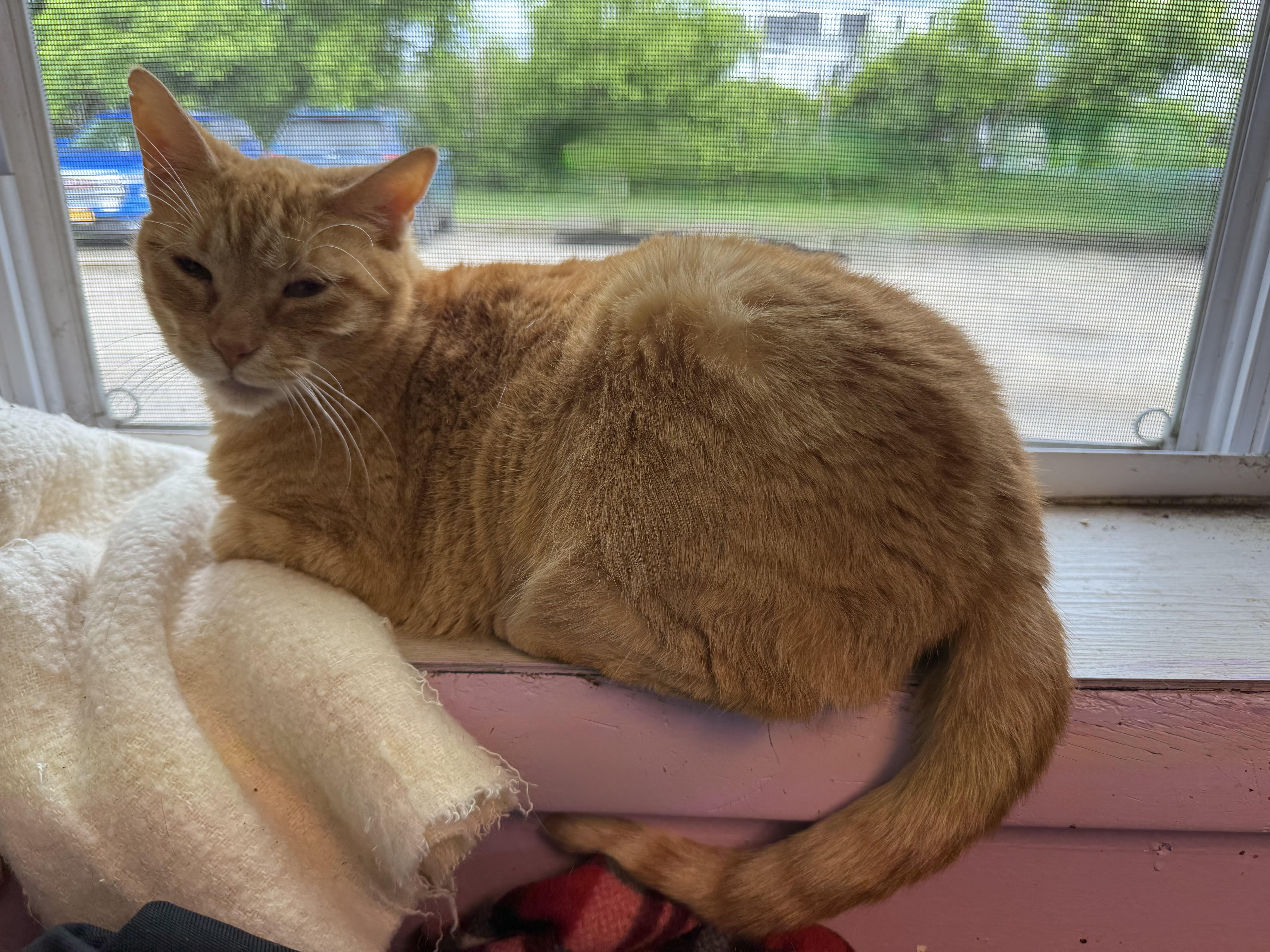 Enlarge Joshua, an adopted Domestic Short Hair in DeWitt, NY image 1/4