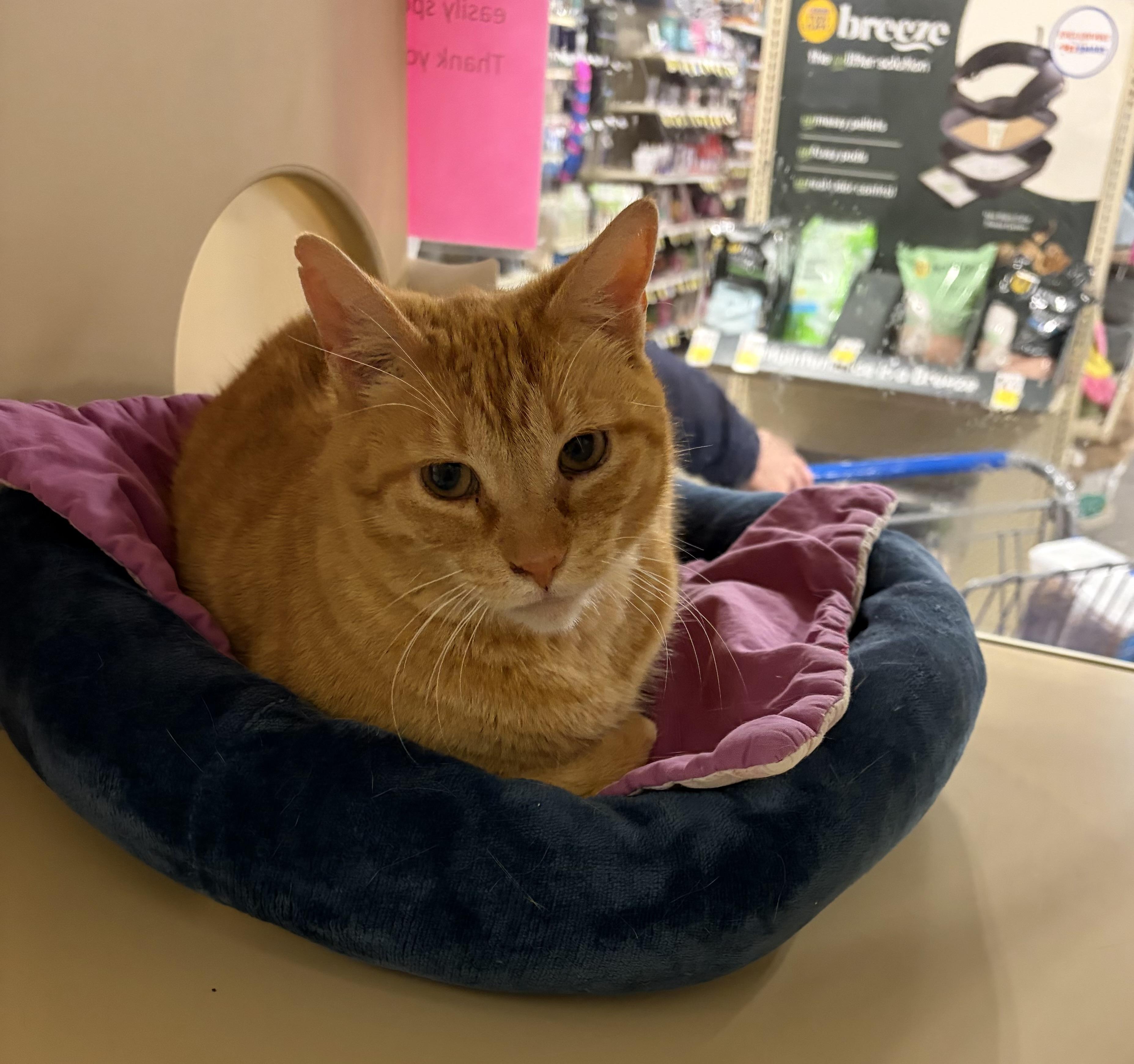 Enlarge Joshua, an adopted Domestic Short Hair in DeWitt, NY image 4/4