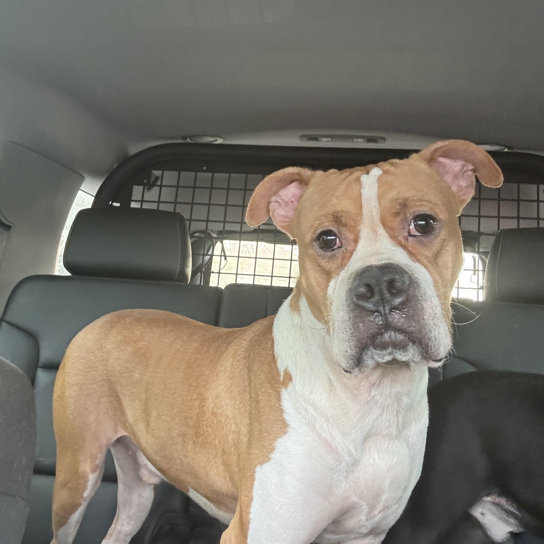 Terrance, a Adoptable mixed breed in Charlotte, NC image 6/6