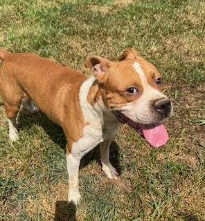 Terrance, a Adoptable mixed breed in Charlotte, NC image 2/6