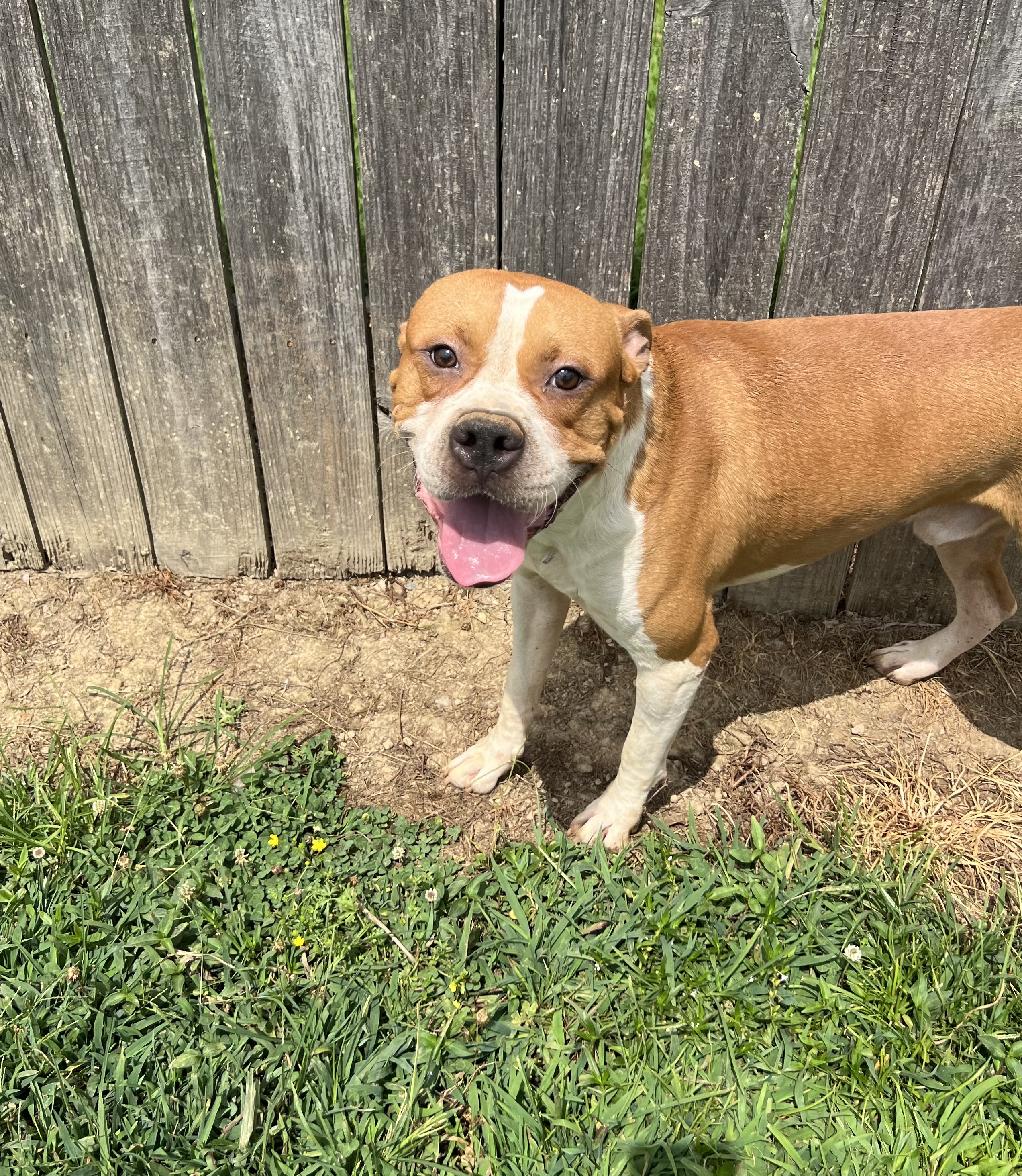 Terrance, a Adoptable mixed breed in Charlotte, NC image 3/6