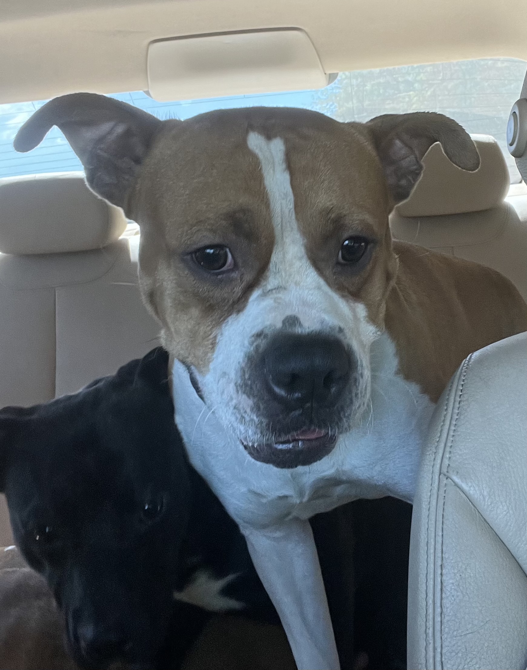 Terrance, a Adoptable mixed breed in Charlotte, NC image 4/6