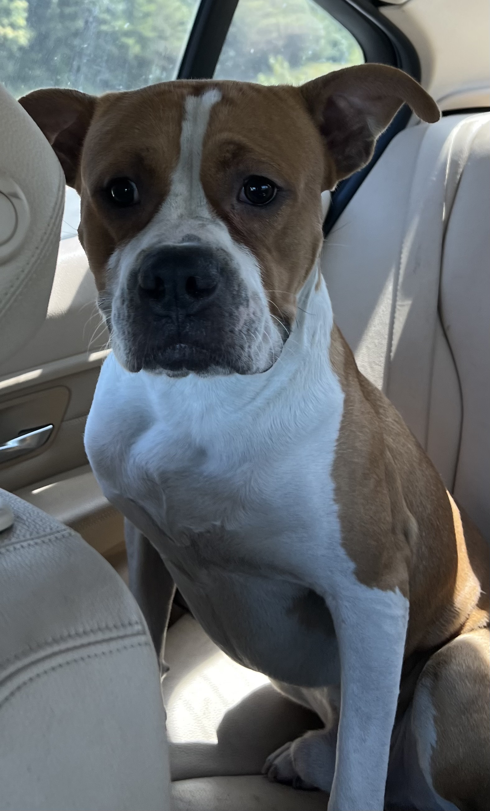 Terrance, a Adoptable mixed breed in Charlotte, NC image 5/6