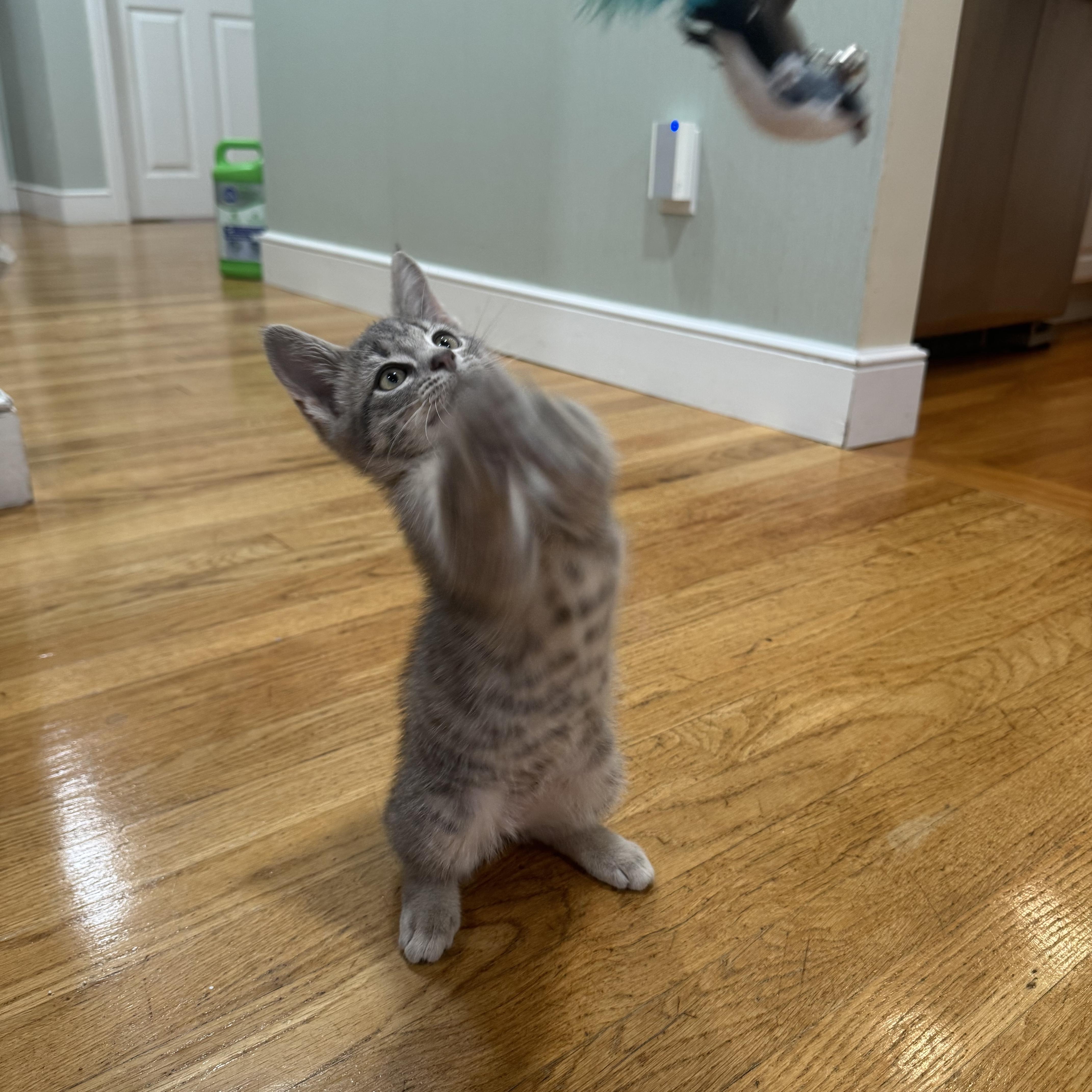 Enlarge Rocky, a Adopted Domestic Short Hair in Canton, MA image 5/5