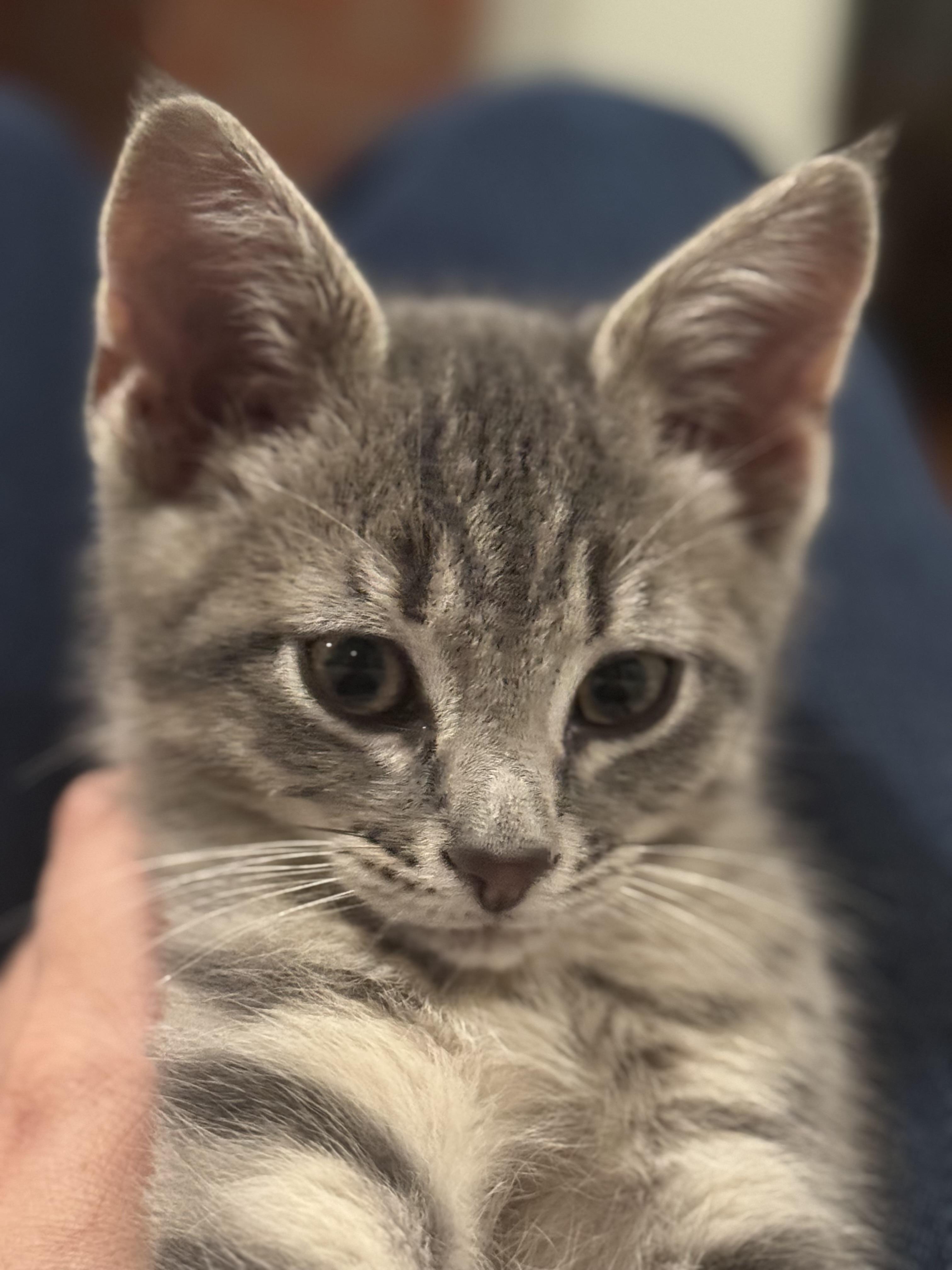 Enlarge Rocky, a Adopted Domestic Short Hair in Canton, MA image 3/5