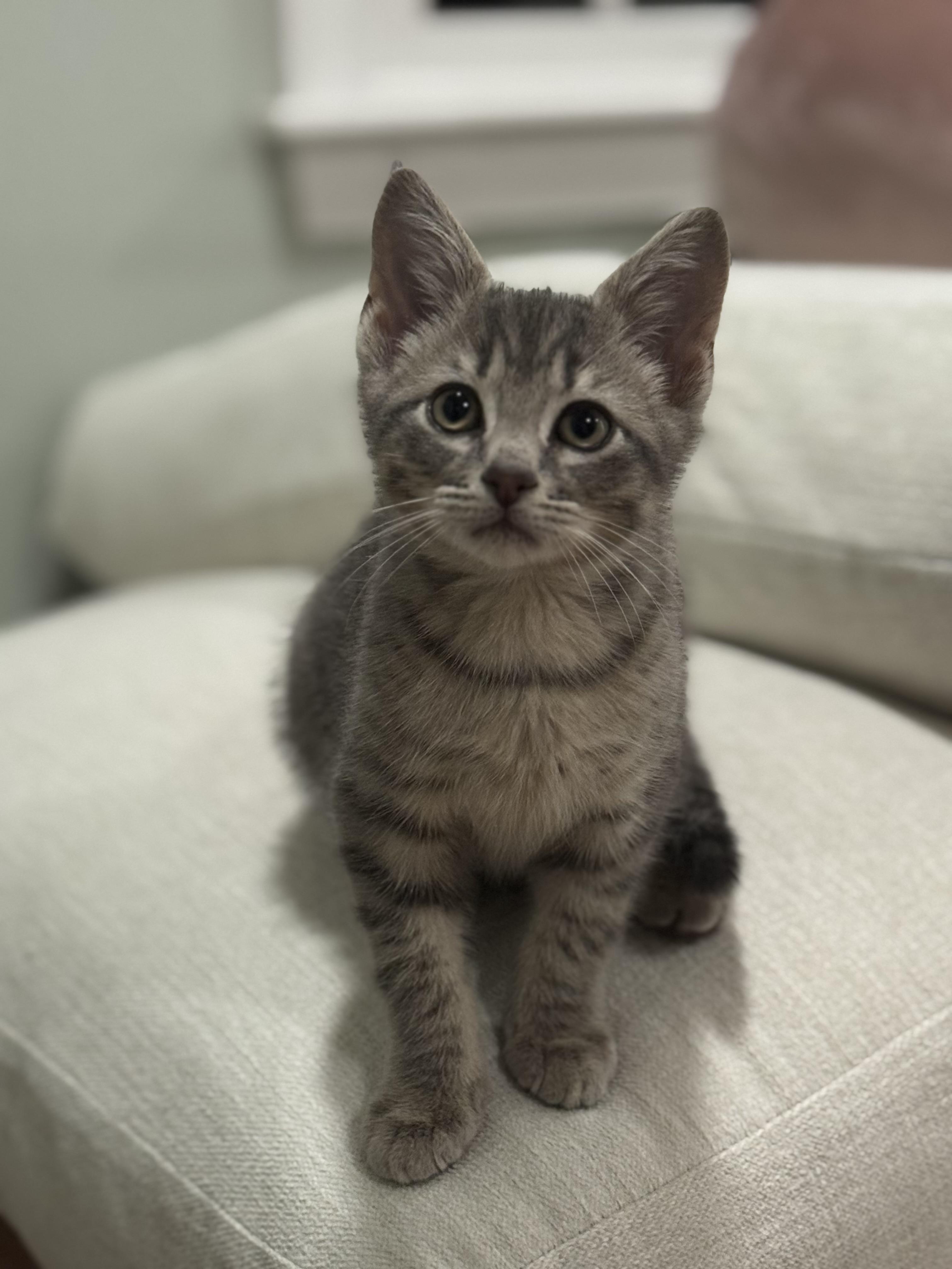 Rocky, Adopted, Kitten Male Domestic Short Hair.