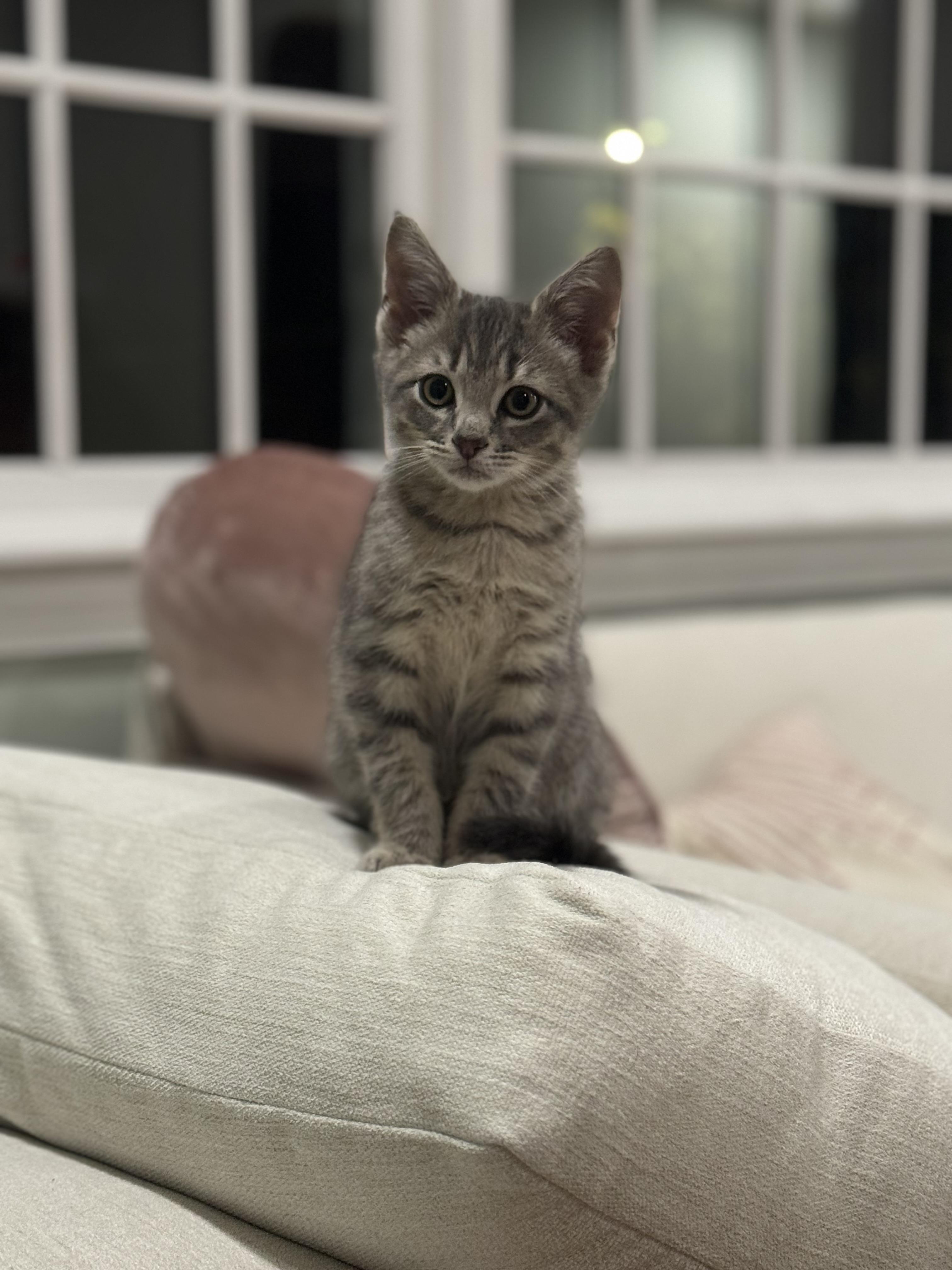 Enlarge Rocky, a Adopted Domestic Short Hair in Canton, MA image 2/5