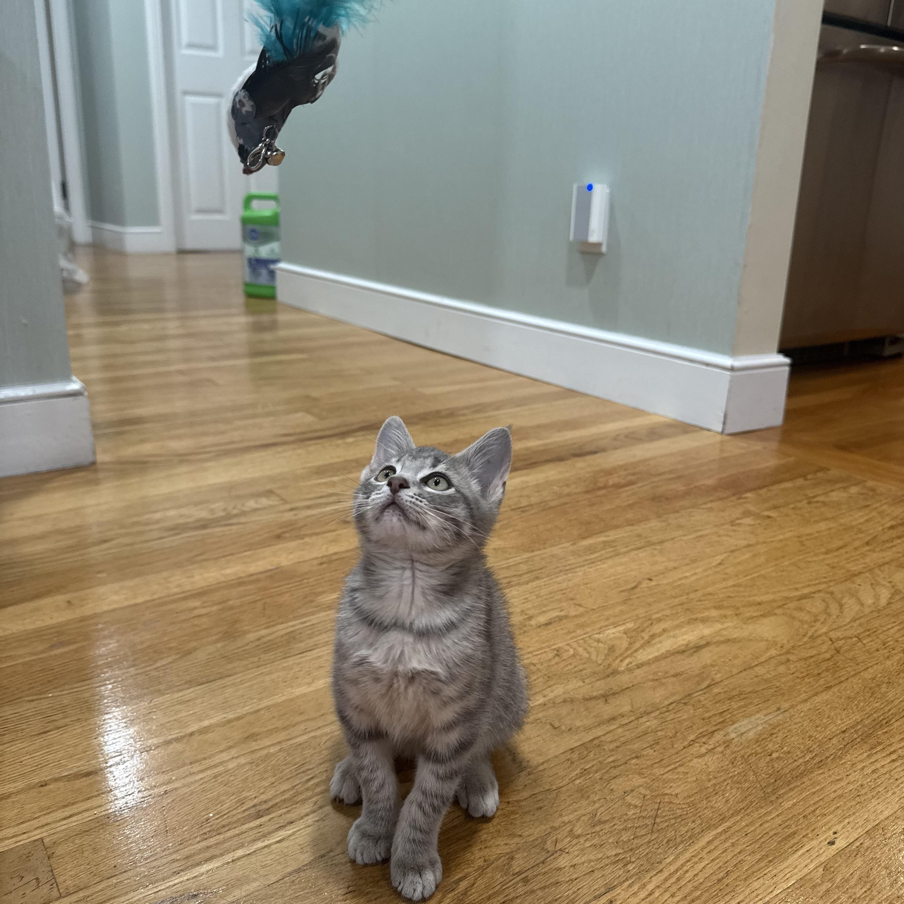 Enlarge Rocky, a Adopted Domestic Short Hair in Canton, MA image 4/5