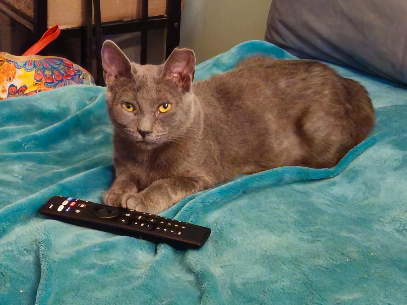 Grace, Adopted, Kitten Female Russian Blue.