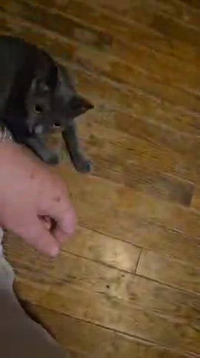 Enlarge Grace, a Adopted Russian Blue in Perth Amboy , NJ video 2/3