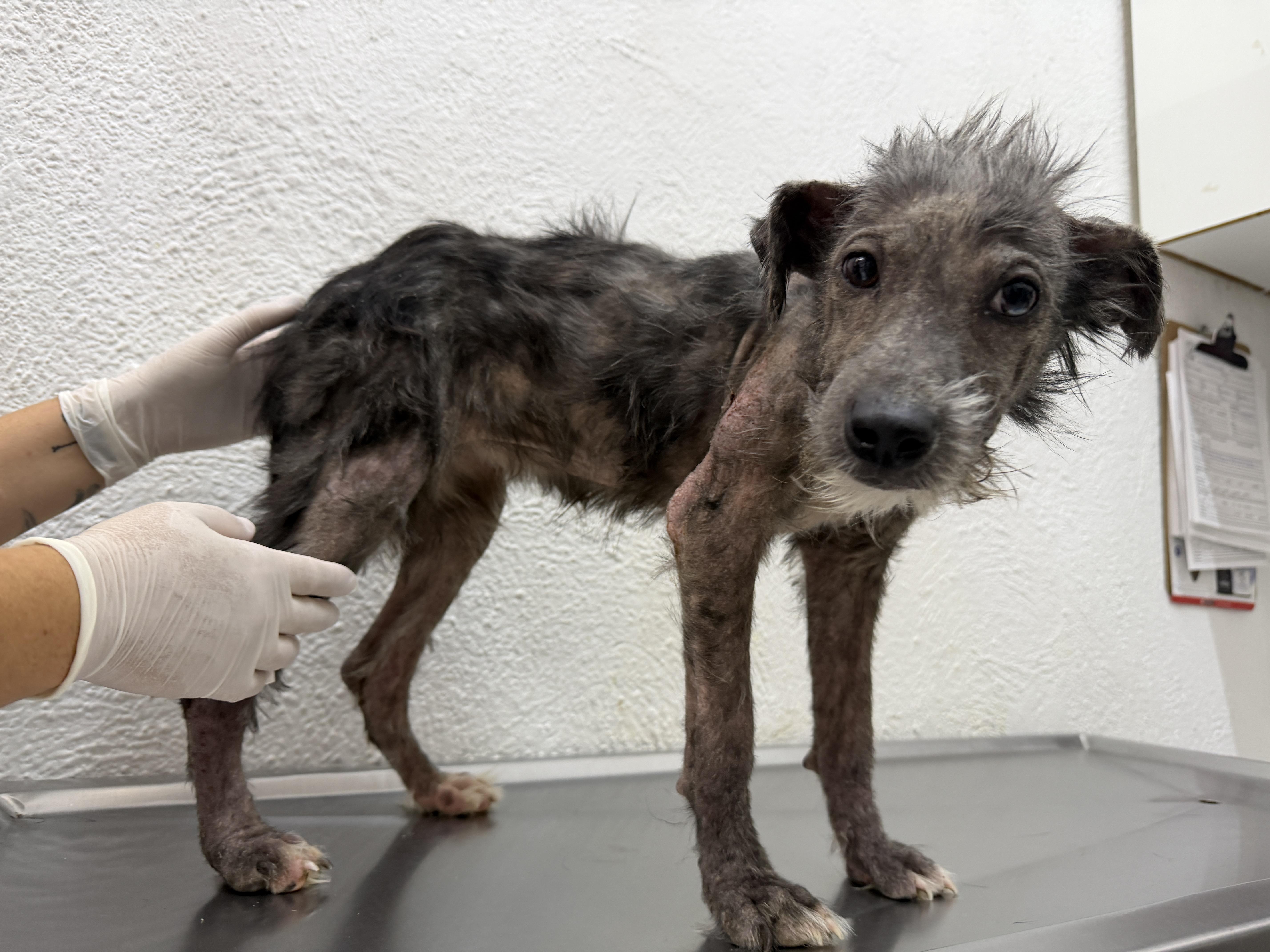 Enlarge Malva, a Adoptable mixed breed in Sherwood, OR image 5/6