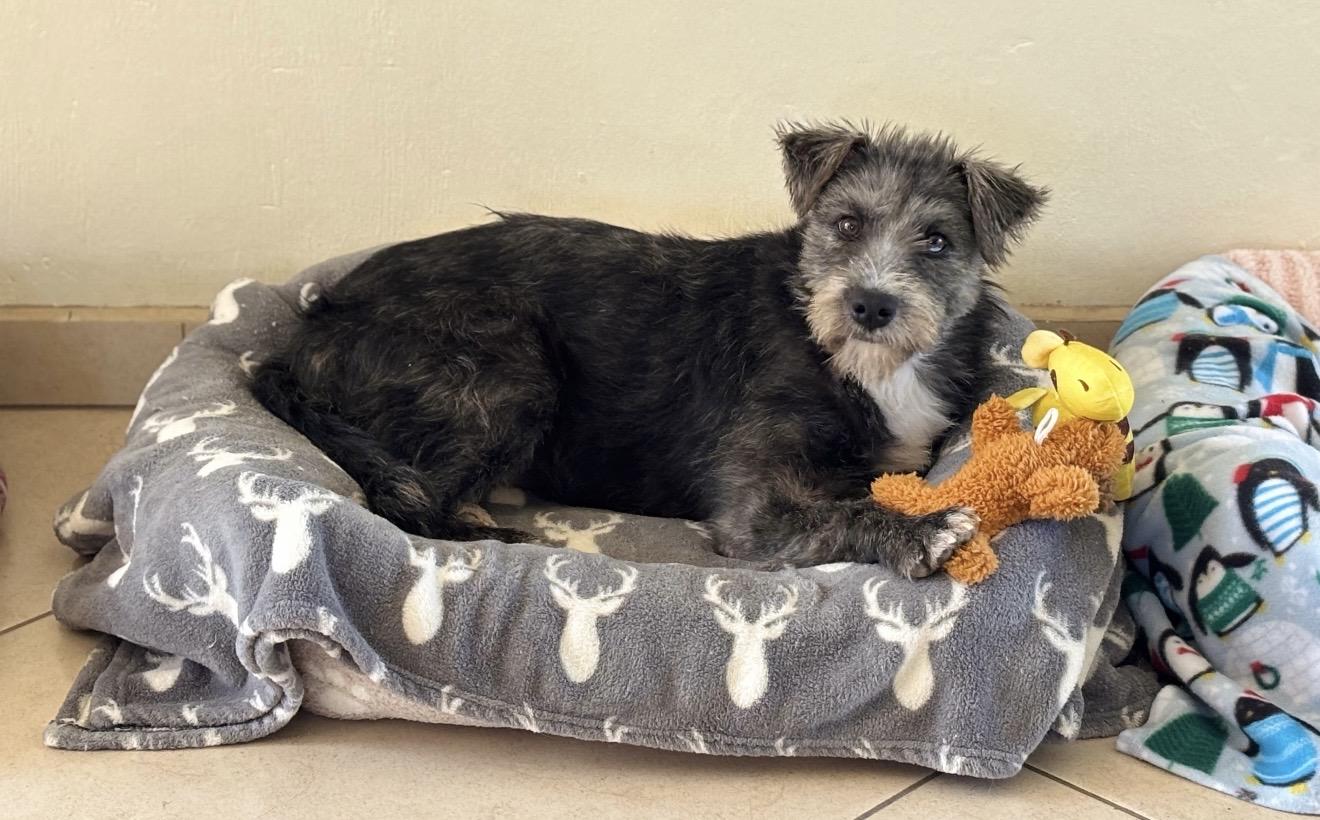 Enlarge Malva, a Adoptable mixed breed in Sherwood, OR image 2/6