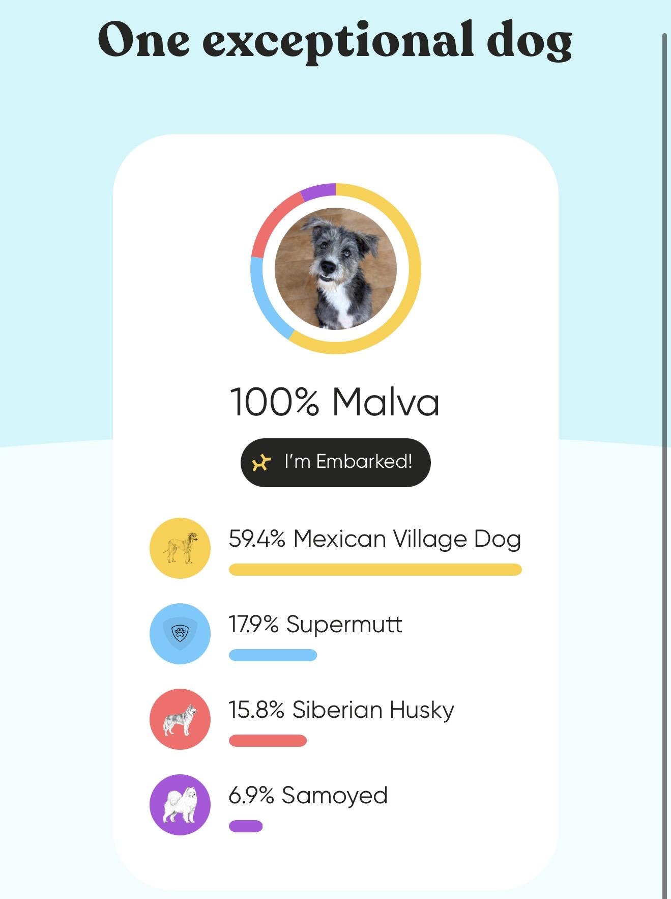 Enlarge Malva, a Adoptable mixed breed in Sherwood, OR image 6/6
