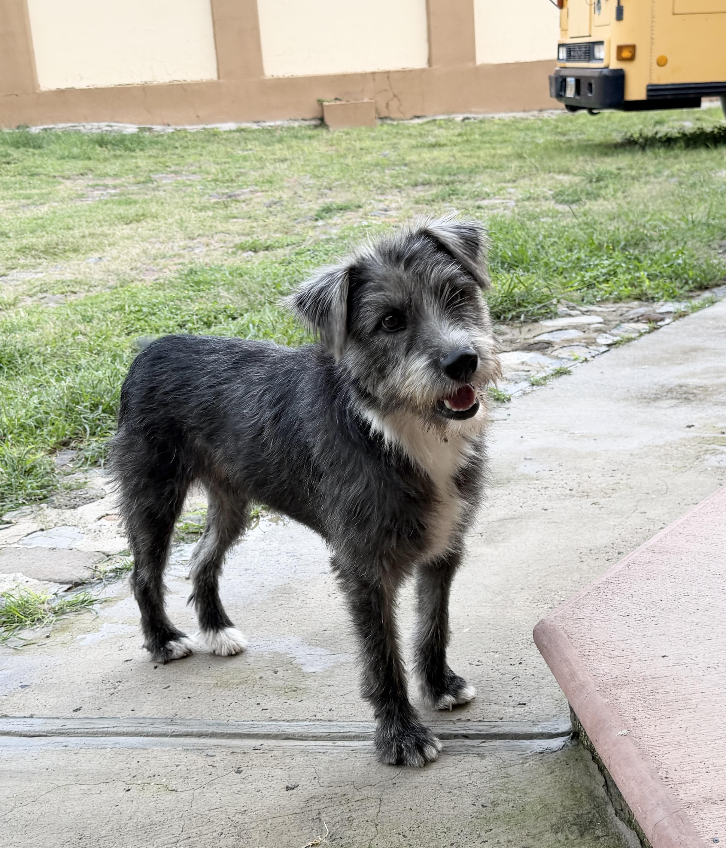Enlarge Malva, a Adoptable mixed breed in Sherwood, OR image 3/6