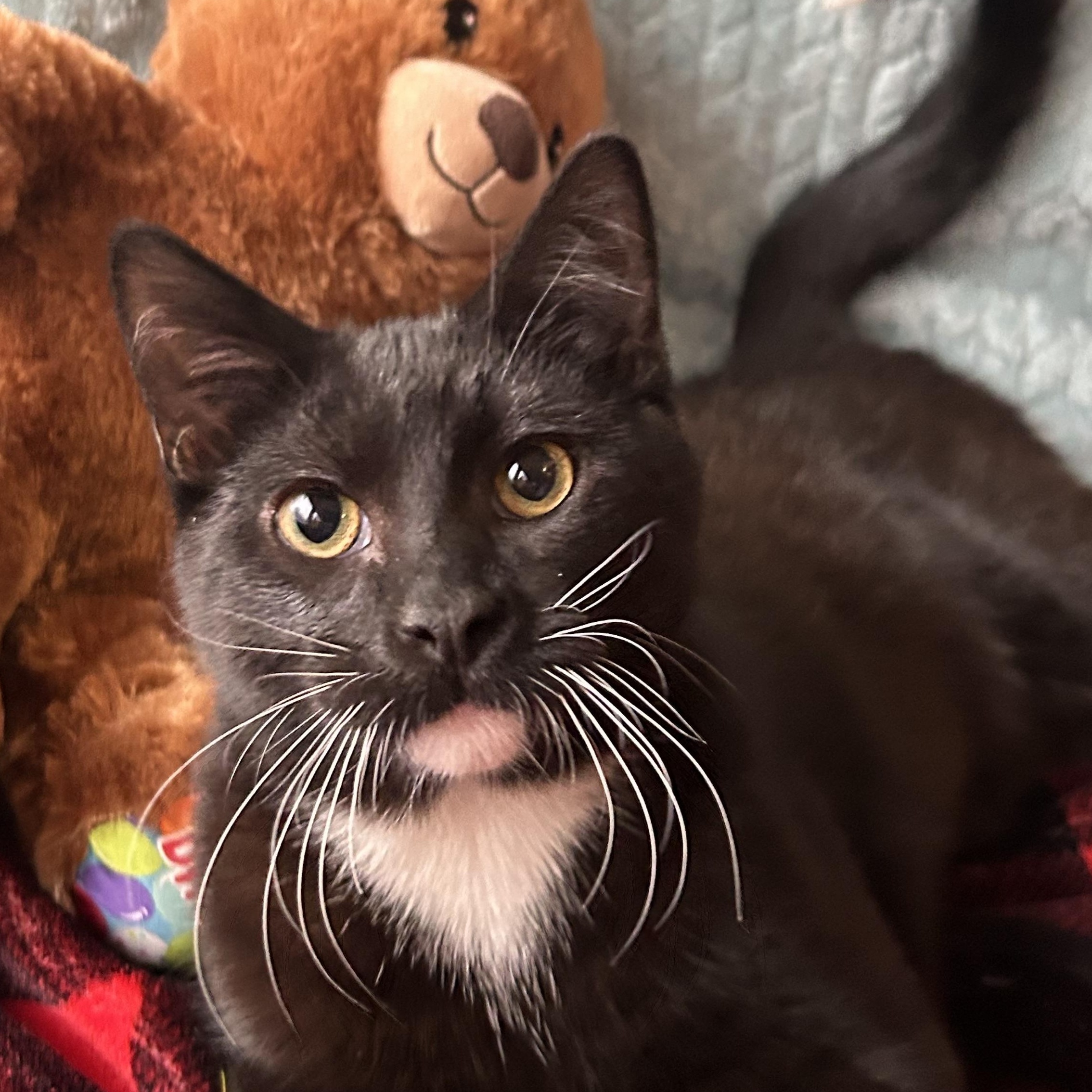 Tito, Adoptable, Kitten Male Tuxedo.