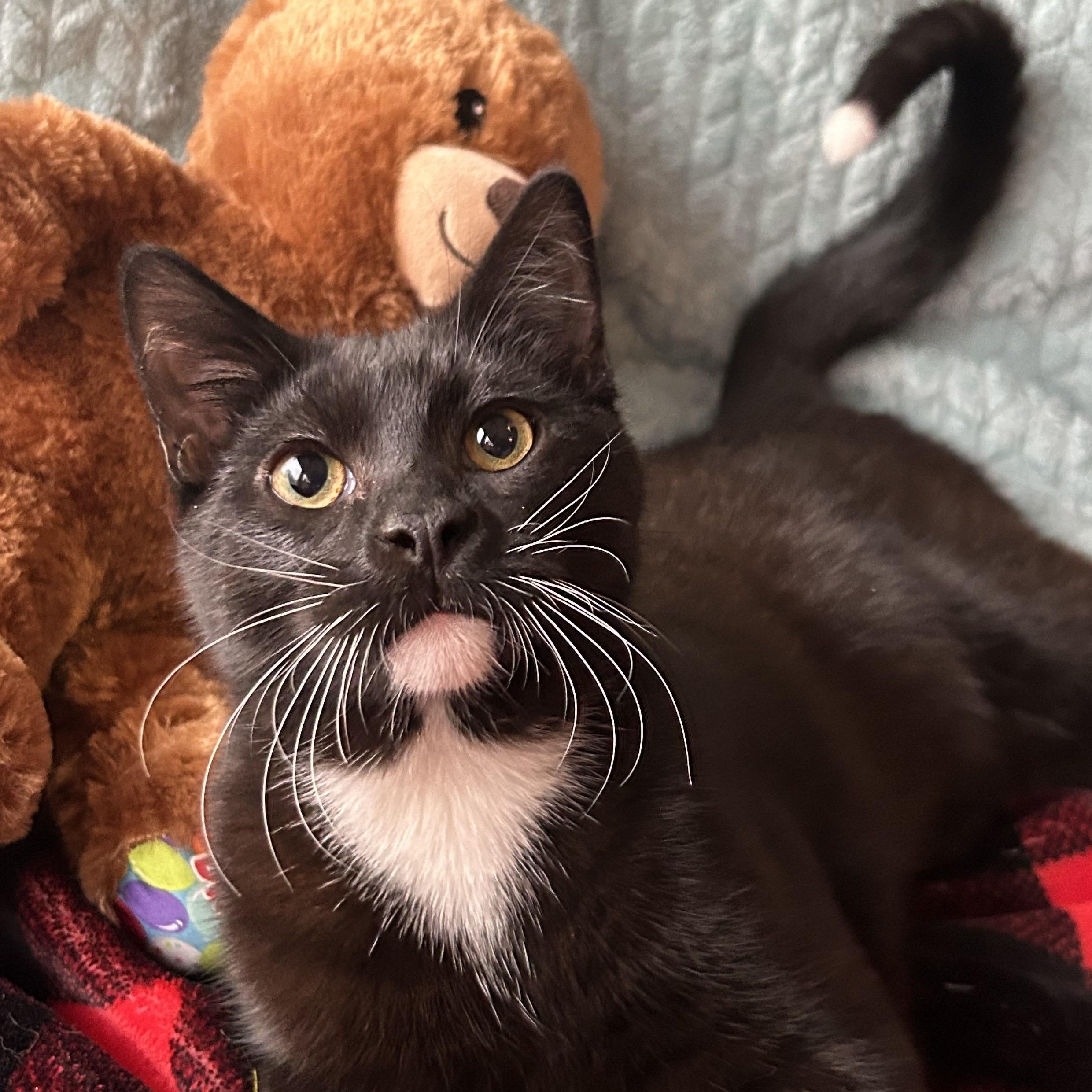 Enlarge Tito, a Adoptable Tuxedo in Madison Heights, MI image 3/4