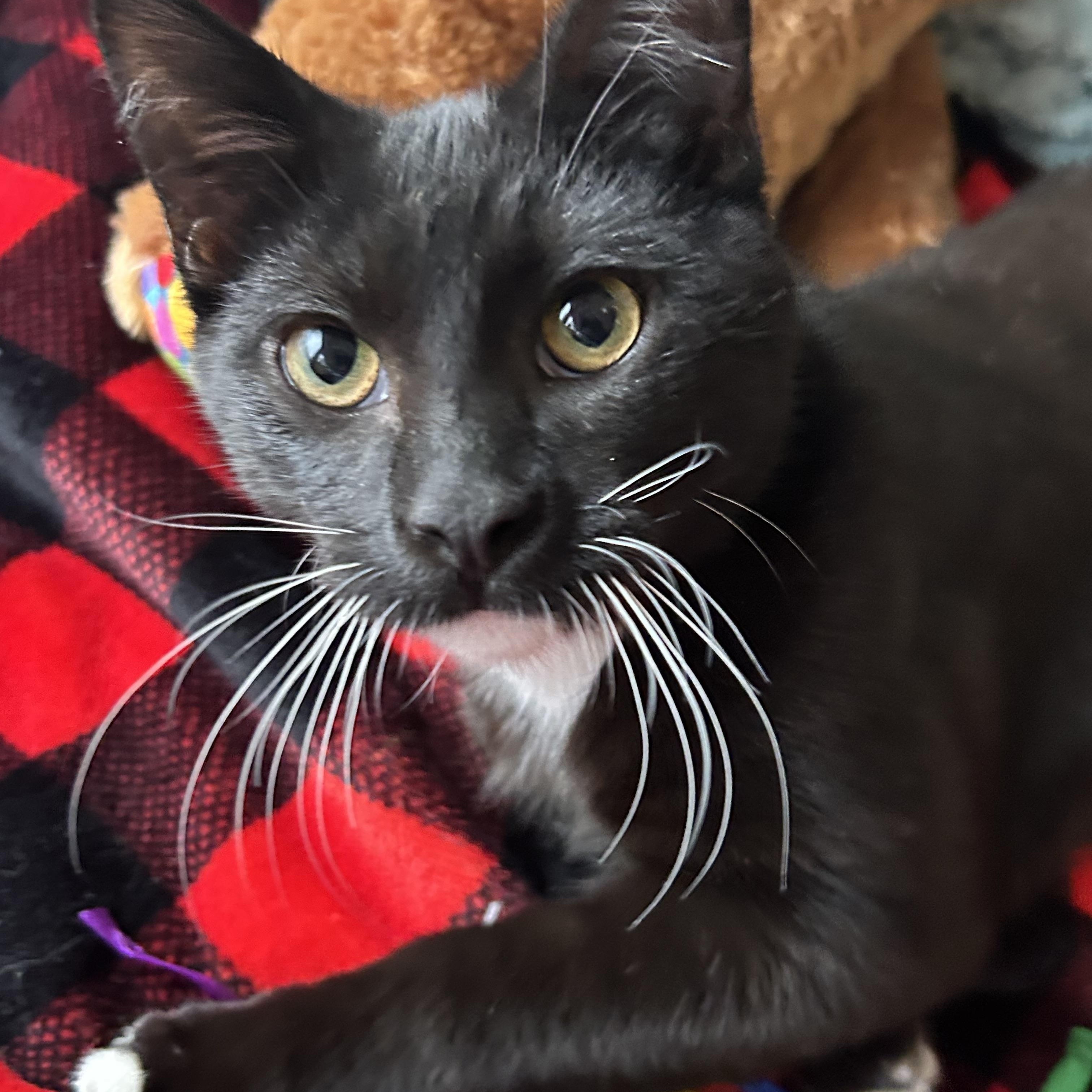 Enlarge Tito, a Adoptable Tuxedo in Madison Heights, MI image 2/4