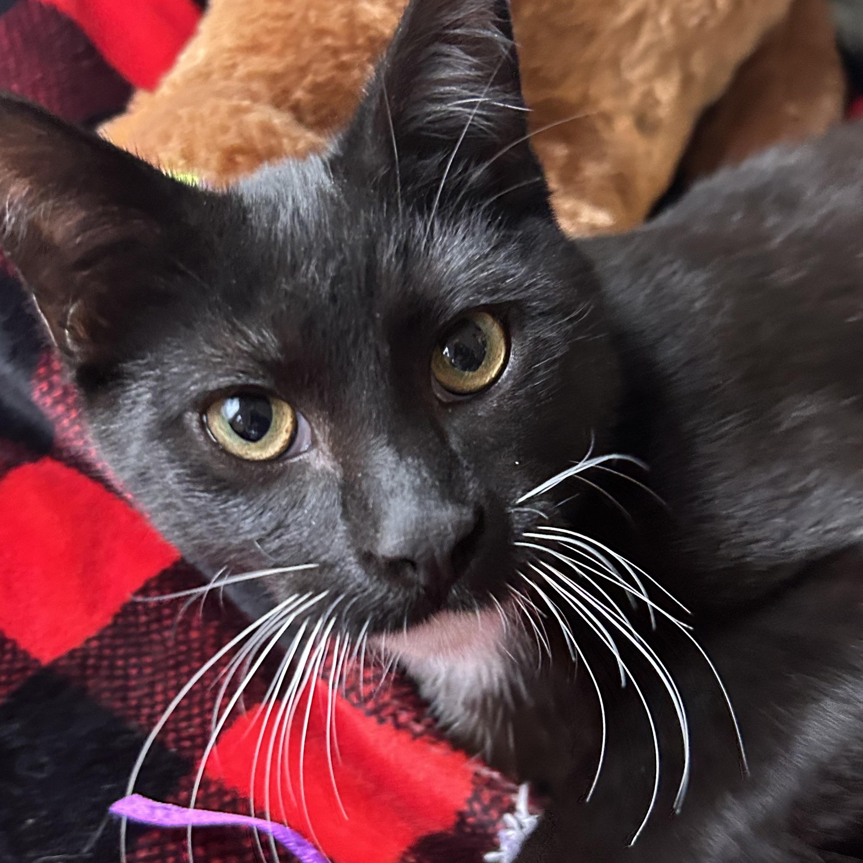Enlarge Tito, a Adoptable Tuxedo in Madison Heights, MI image 4/4
