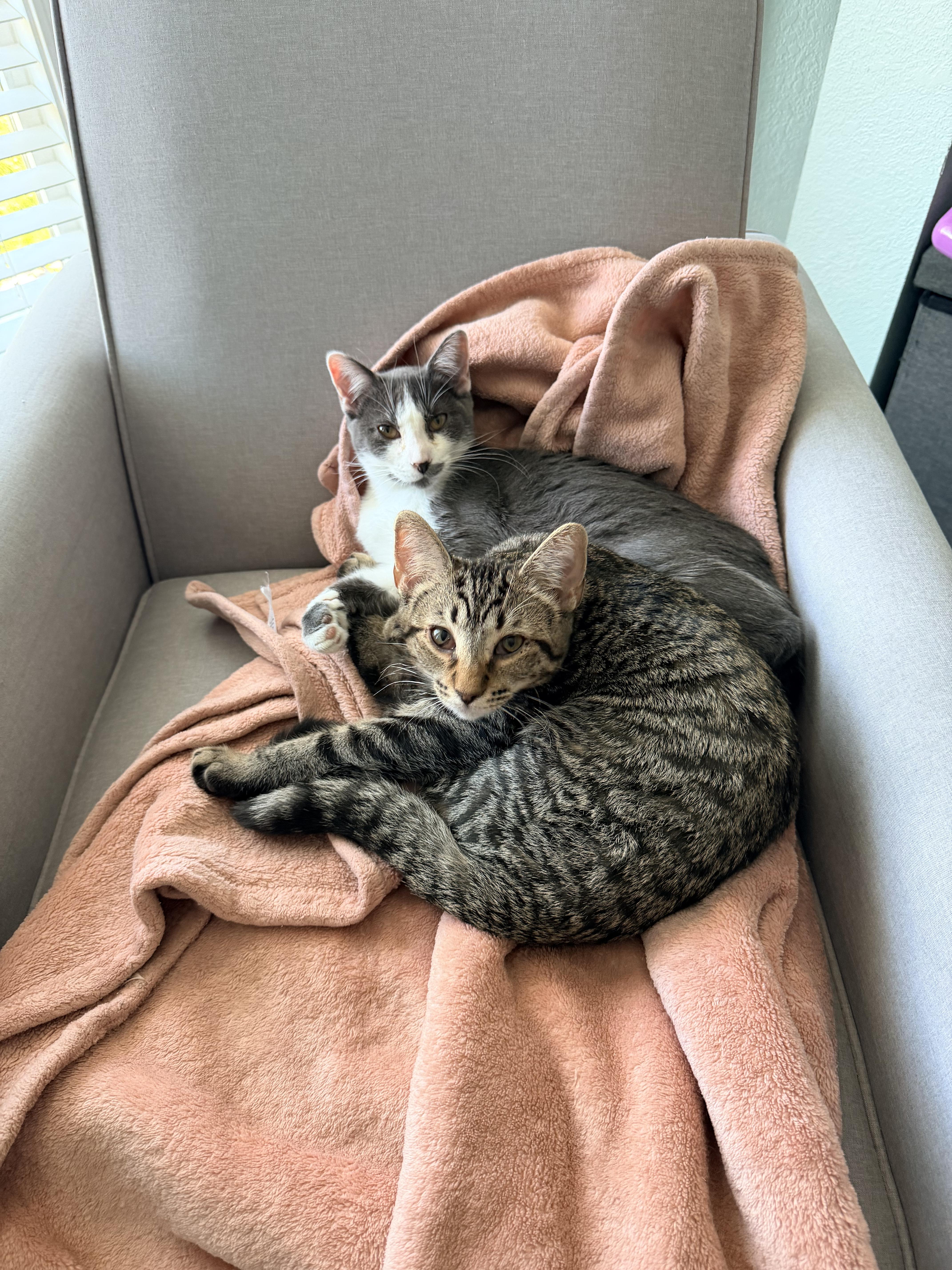 Enlarge Ari, a ADOPTABLE Domestic Short Hair in Toledo, OH image 5/5