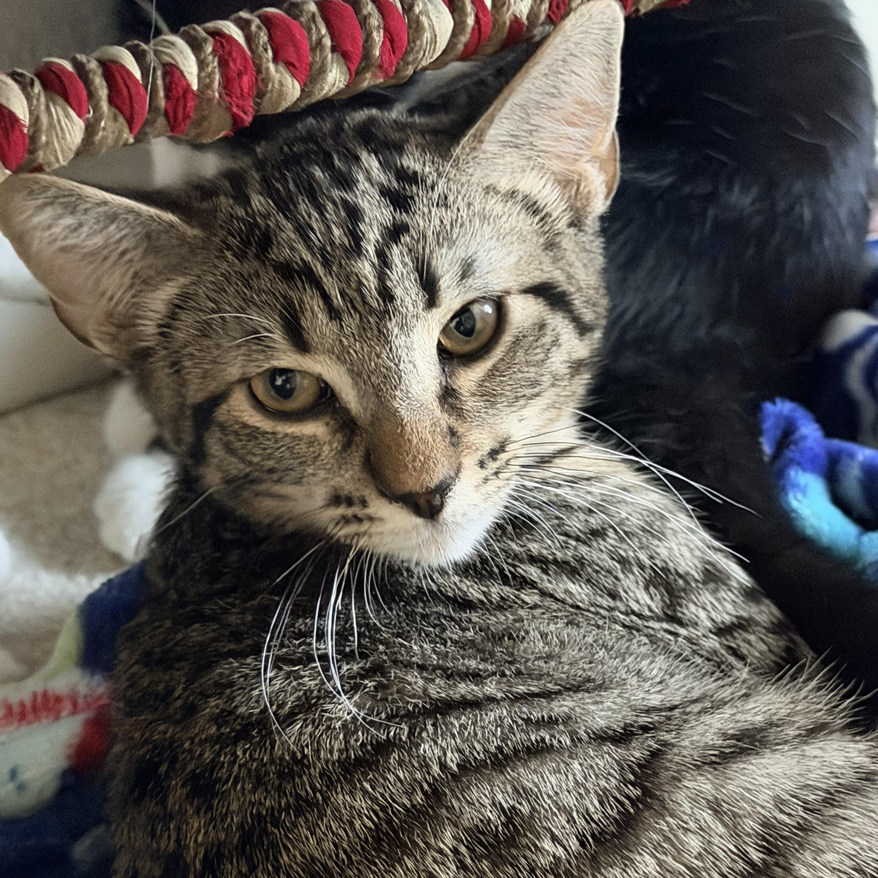 Ari, ADOPTABLE, Young Male Domestic Short Hair.